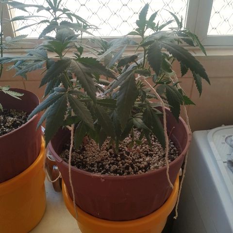 Moby Dick growlog timeline photo