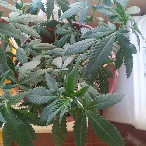 Moby Dick growlog timeline photo