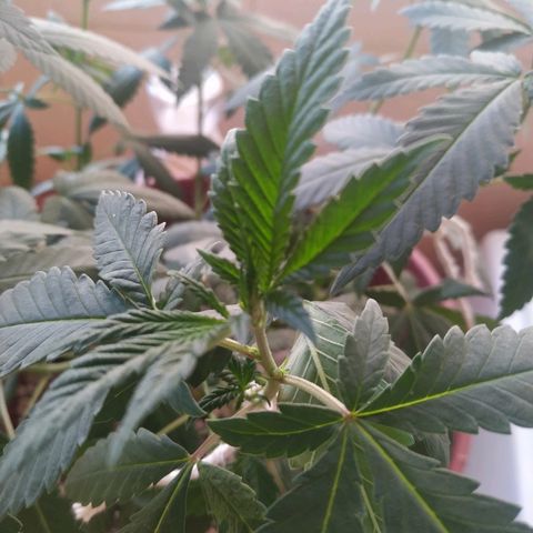 Moby Dick growlog timeline photo