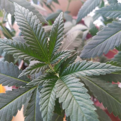 Moby Dick growlog timeline photo
