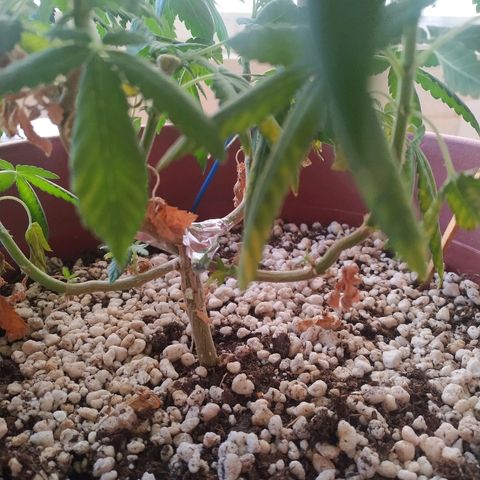 Moby Dick growlog timeline photo