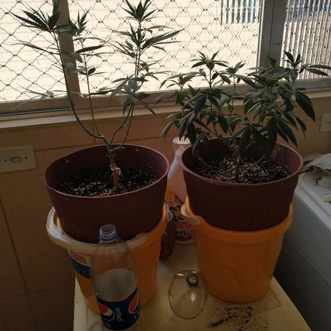 Moby Dick growlog timeline photo