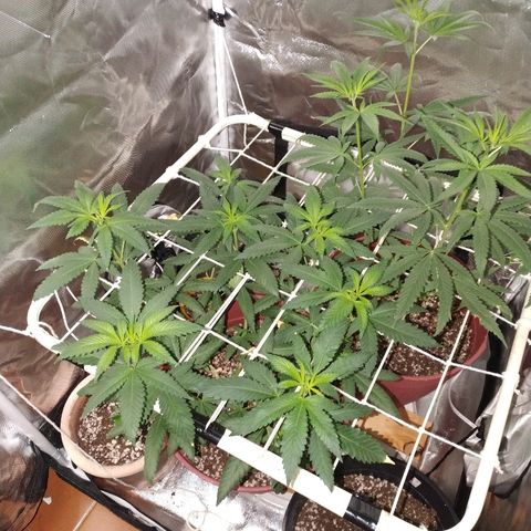 Moby Dick growlog timeline photo