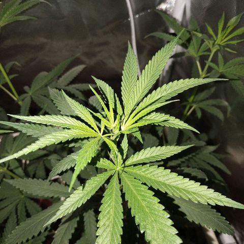Moby Dick growlog timeline photo