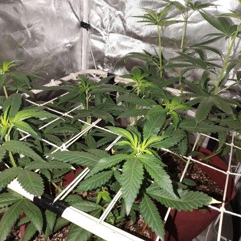 Moby Dick growlog timeline photo