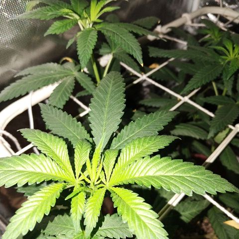 Moby Dick growlog timeline photo