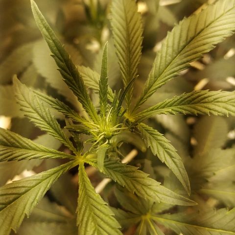 Moby Dick growlog timeline photo