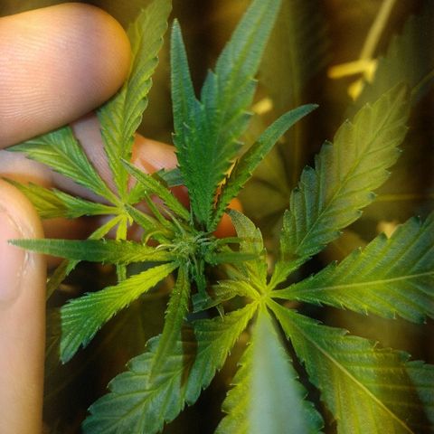Moby Dick growlog timeline photo