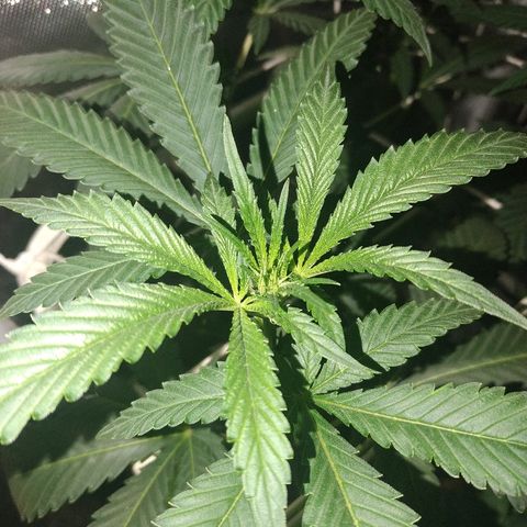 Moby Dick growlog timeline photo