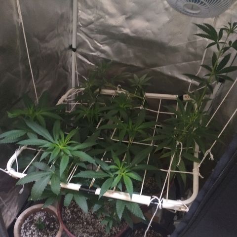 Moby Dick growlog timeline photo