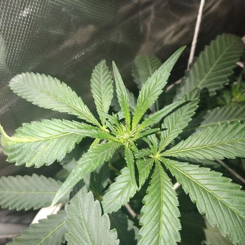 Moby Dick growlog timeline photo