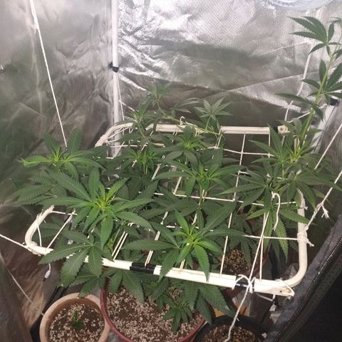 Moby Dick growlog timeline photo