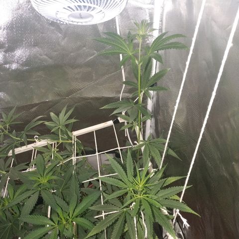 Moby Dick growlog timeline photo