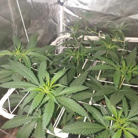 Moby Dick growlog timeline photo