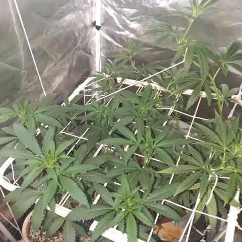 Moby Dick growlog timeline photo