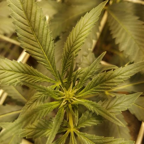 Moby Dick growlog timeline photo