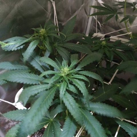 Moby Dick growlog timeline photo