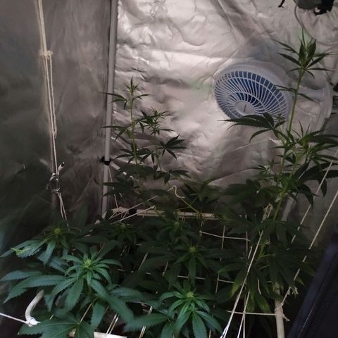 Moby Dick growlog timeline photo