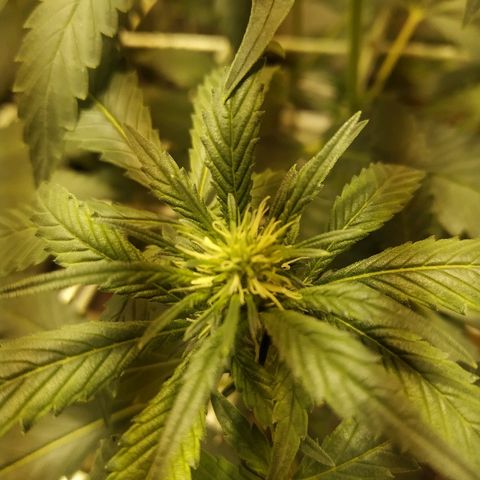 Moby Dick growlog timeline photo