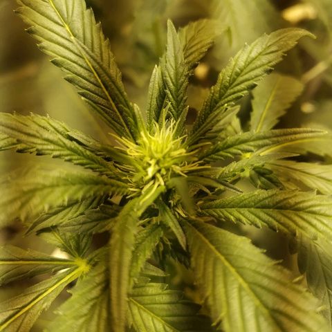 Moby Dick growlog timeline photo