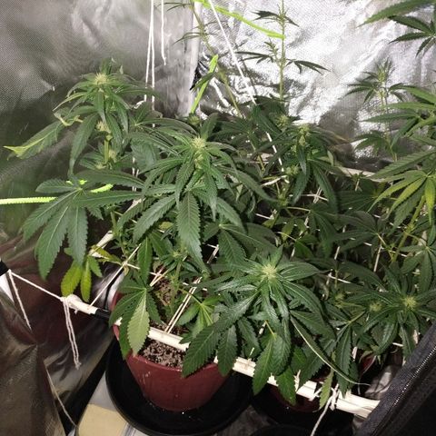 Moby Dick growlog timeline photo