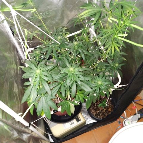 Moby Dick growlog timeline photo