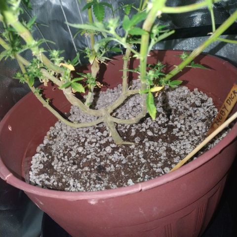 Moby Dick growlog timeline photo