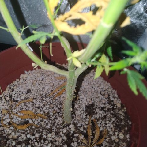 Moby Dick growlog timeline photo