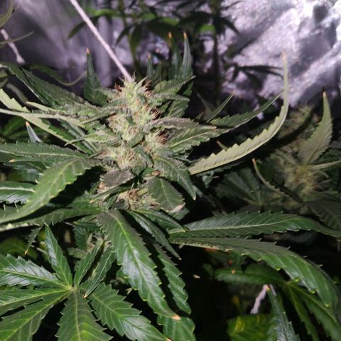 Moby Dick growlog timeline photo