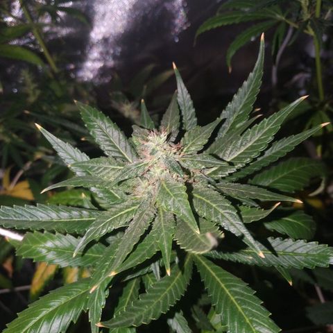 Moby Dick growlog timeline photo