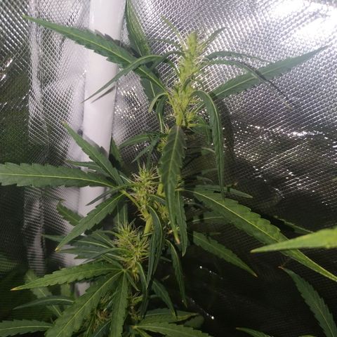 Moby Dick growlog timeline photo