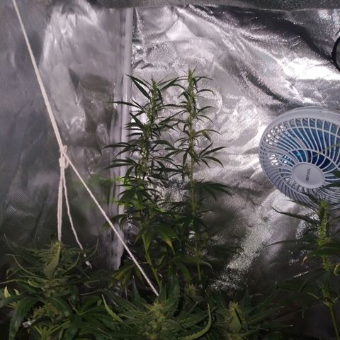 Moby Dick growlog timeline photo
