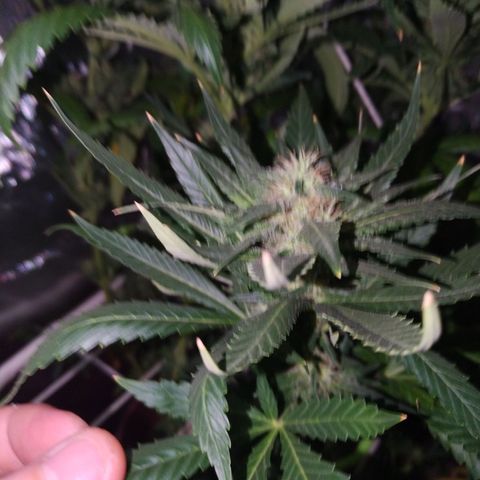 Moby Dick growlog timeline photo