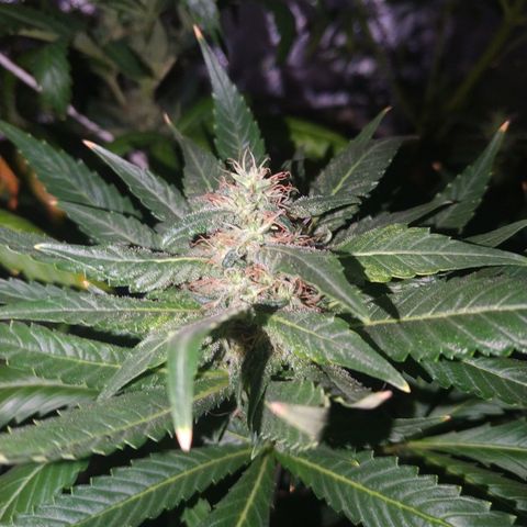 Moby Dick growlog timeline photo