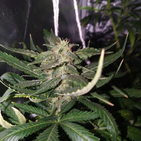 Moby Dick growlog timeline photo
