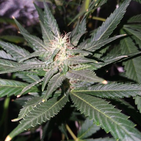 Moby Dick growlog timeline photo
