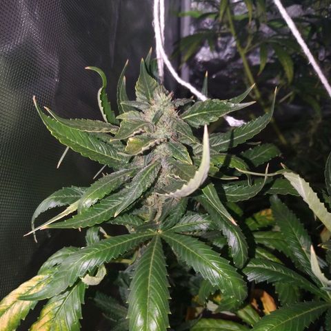 Moby Dick growlog timeline photo