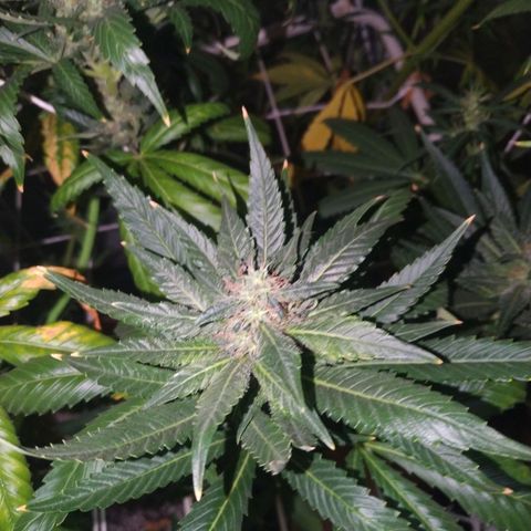 Moby Dick growlog timeline photo