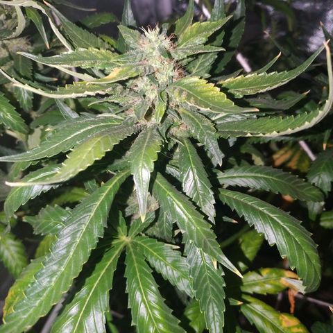 Moby Dick growlog timeline photo