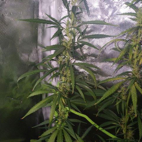 Moby Dick growlog timeline photo