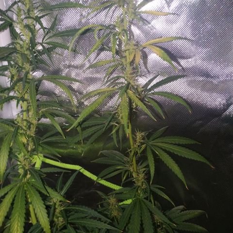 Moby Dick growlog timeline photo