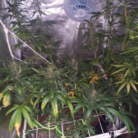 Moby Dick growlog timeline photo
