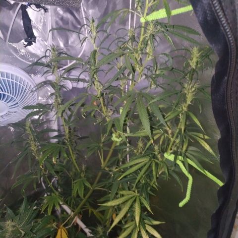 Moby Dick growlog timeline photo