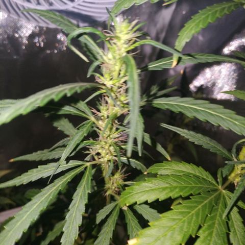 Moby Dick growlog timeline photo