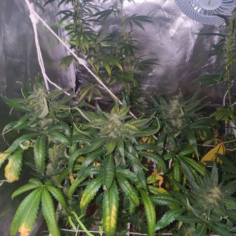 Moby Dick growlog timeline photo