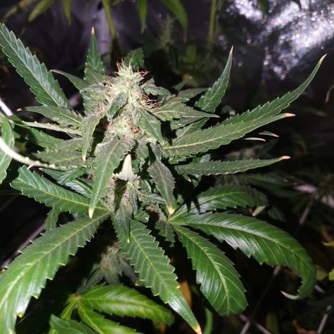 Moby Dick growlog timeline photo