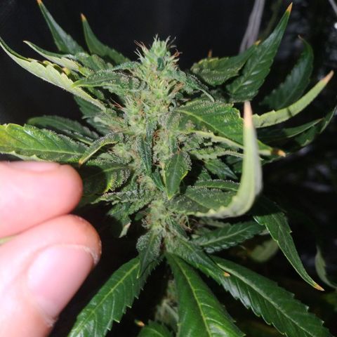 Moby Dick growlog timeline photo