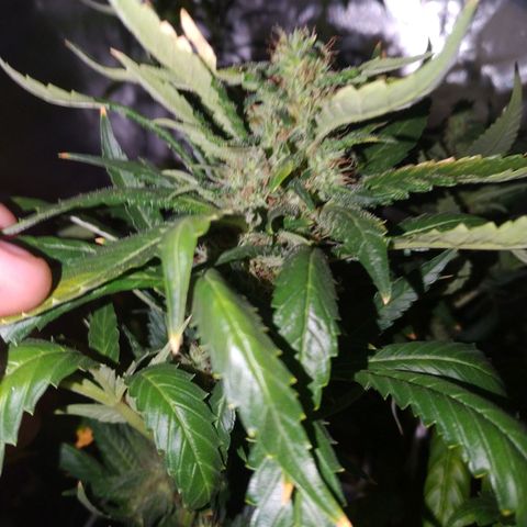 Moby Dick growlog timeline photo
