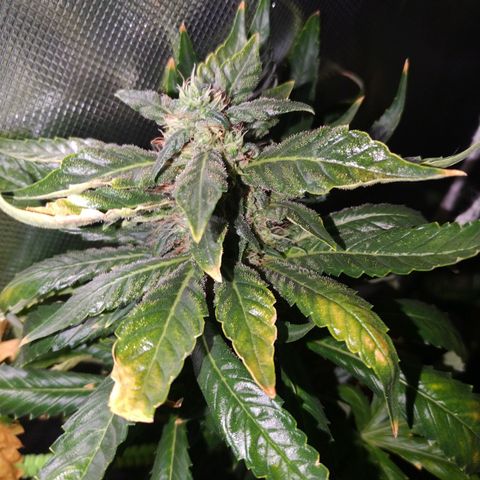 Moby Dick growlog timeline photo