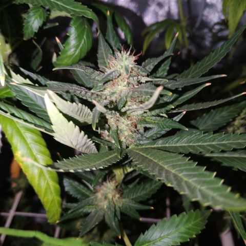 Moby Dick growlog timeline photo
